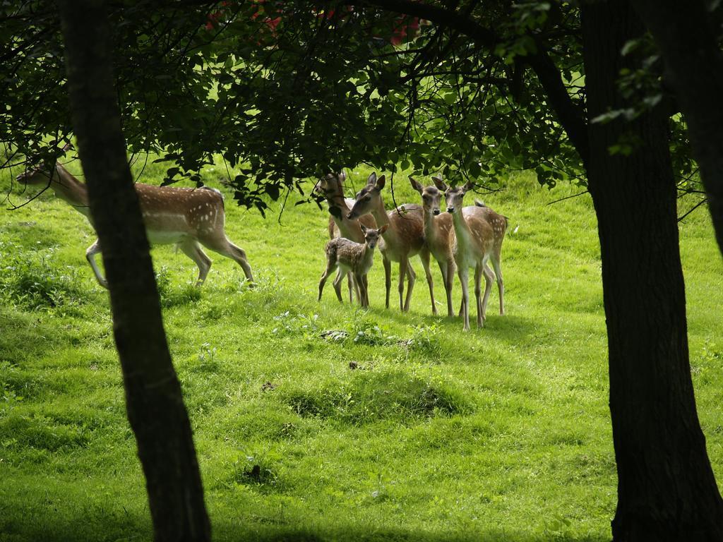 Rold Storkro Skorping Buitenkant foto